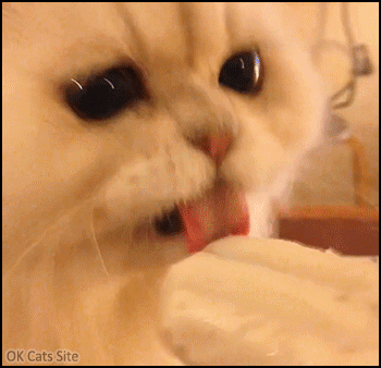 Cute Cat GIF • White Persian Kitty eating a delicious taro milk ice-pop