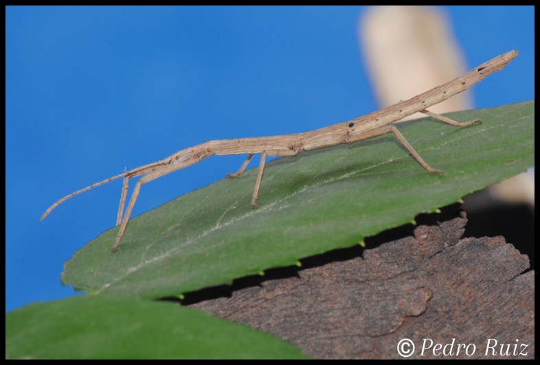 Ninfa macho L4 de Hypocyrtus ornatissimus, 4 cm de longitud Ninfa macho L4 de Hypocyrtus ornatissimus, 4 cm de longitud