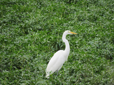 great egret