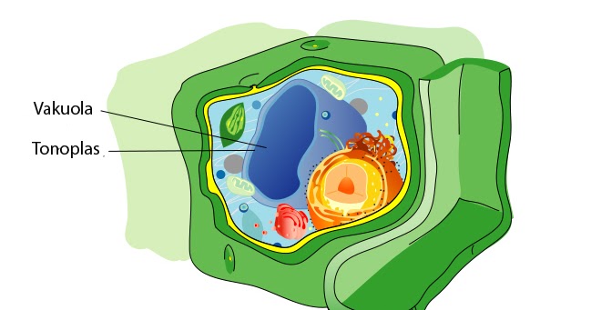 STRUKTUR DAN FUNGSI ORGANEL SEL VAKUOLA, SENTROSOM