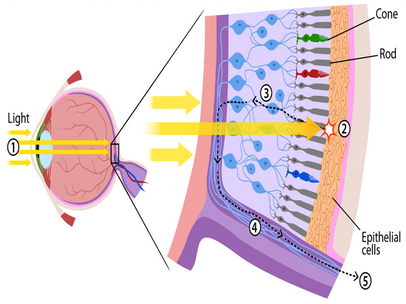 What Does the Lens of eye Do Eye Lens Anatomy Medical School Education