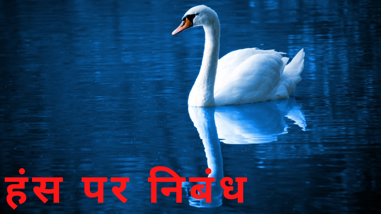 essay on swan bird