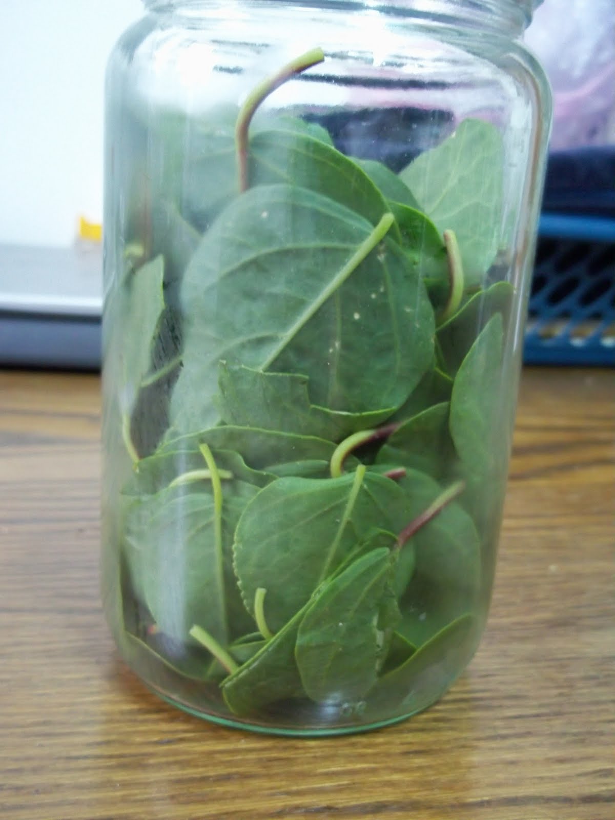 Homemade Pickled Capers, Caper Leaves, and Caper Berries Penniless