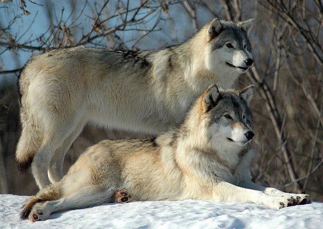 White Wolf : Tribal Council declares White Earth Reservation a wolf ...