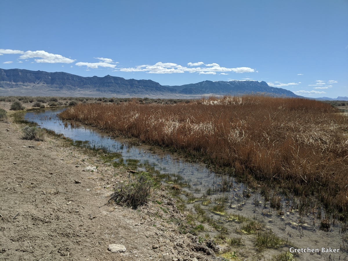 Desert Survivor Exploring Northern Tule Valley, Utah