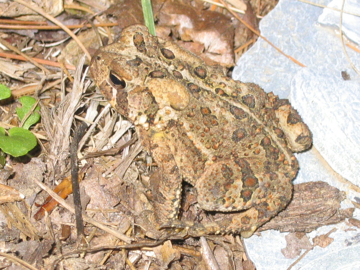 Lake Wicwas Nature Journal Amphibians and Reptiles