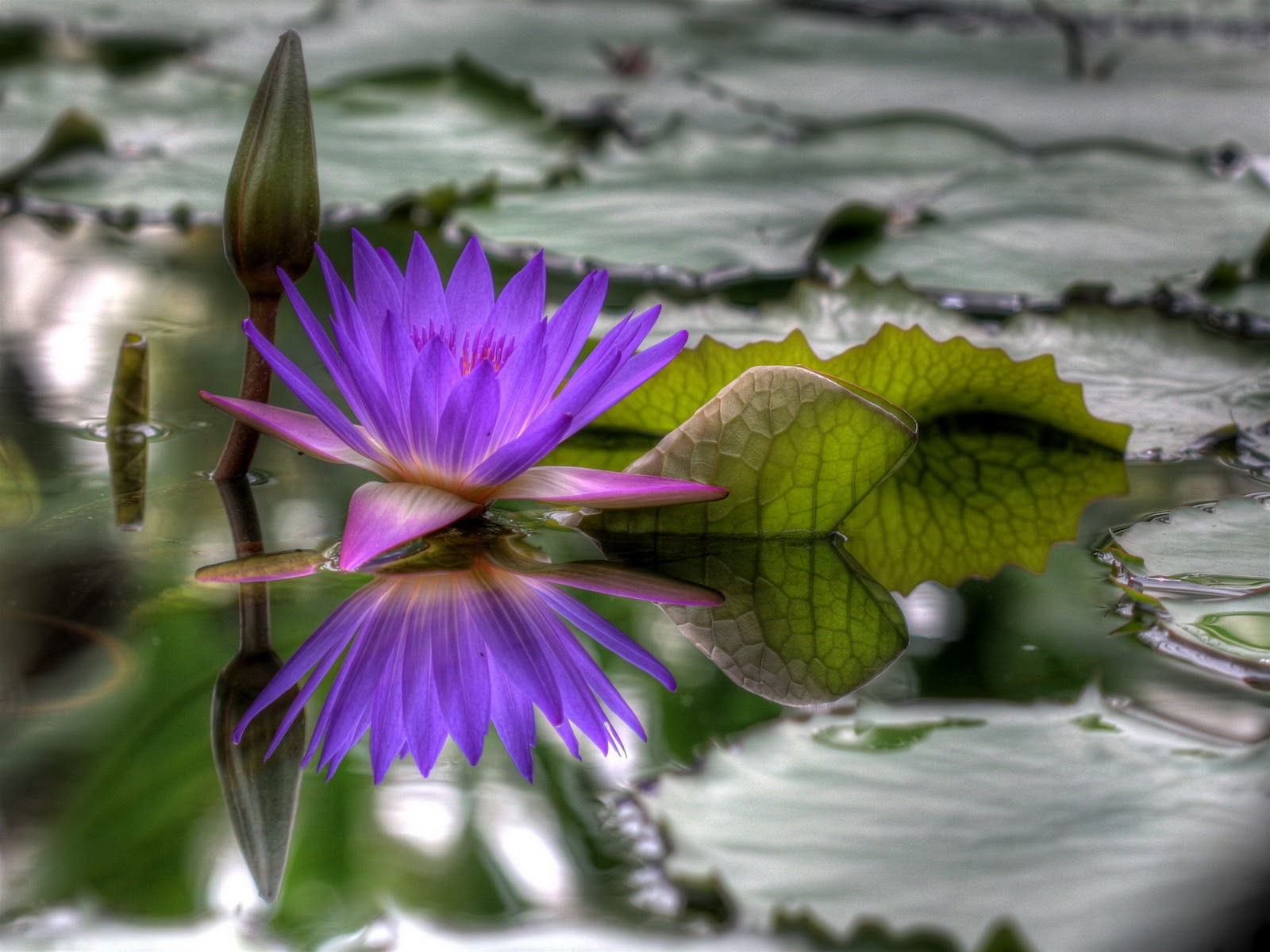 Purple Water lily hd wallpaper ~ The Wallpaper Database