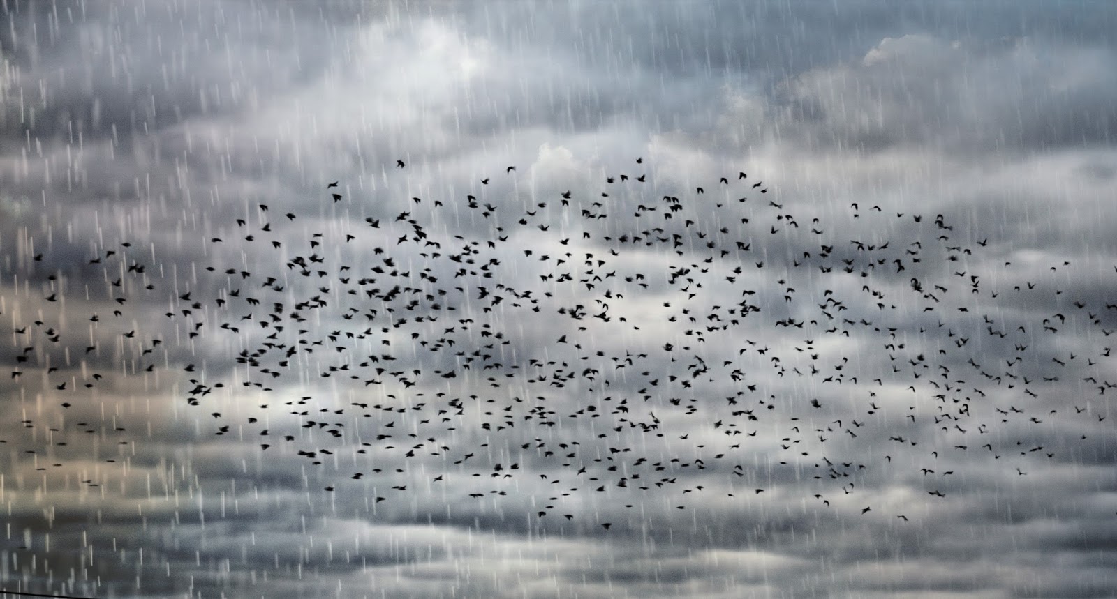 Lourdes Pujols EL ESTORNINO DE MOZART