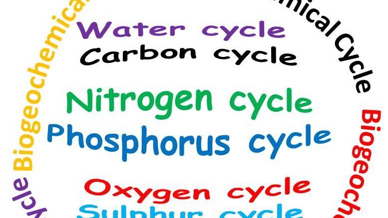 Multiple Choice Questions On Biogeochemical Cycle Multiple Choice Questions On Biogeochemical Cycle