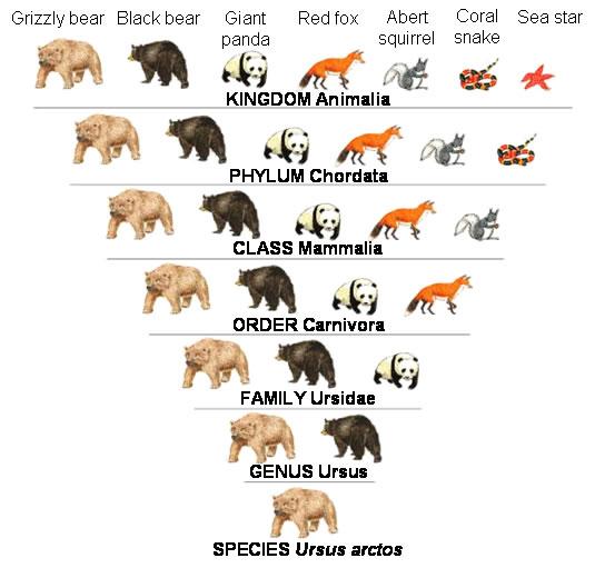 EVOLUCIÓN y TAXONOMÍA : TAXONOMÍA ANIMAL