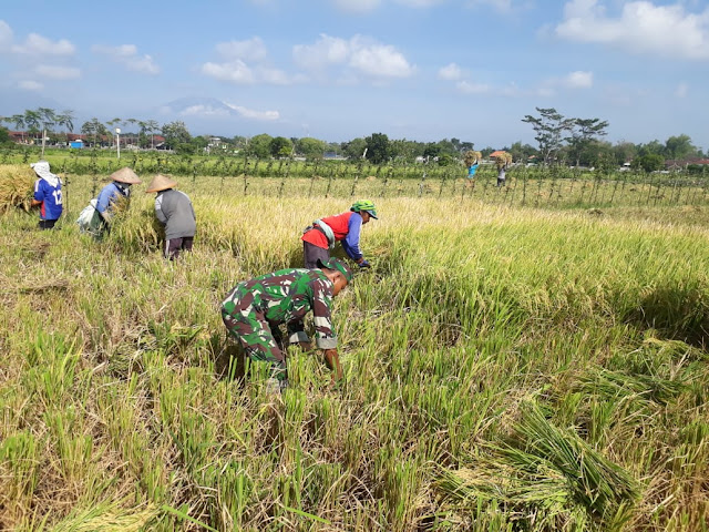 Keterlibatan Babinsa Dalam Upaya Khusus Pertanian Polanharjo