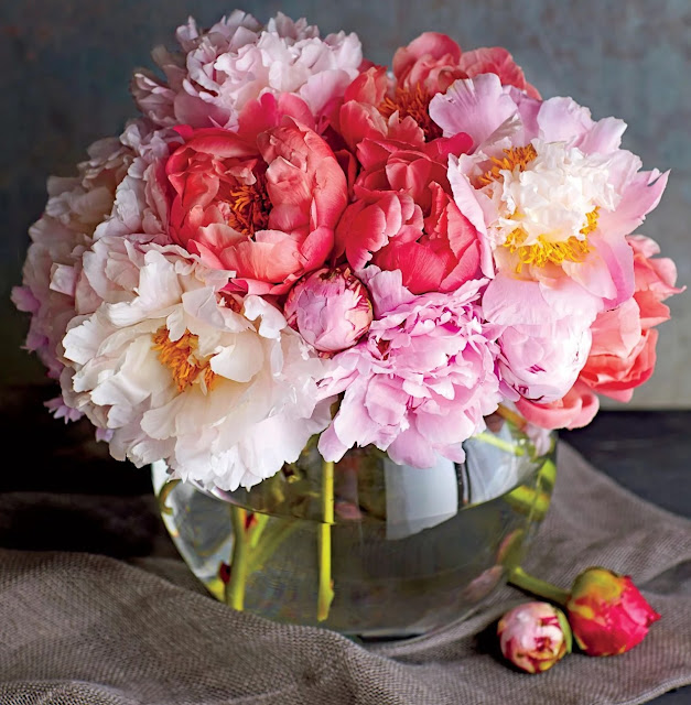 Peony of Kosovo and Albania The Power of Petals Against Stress and