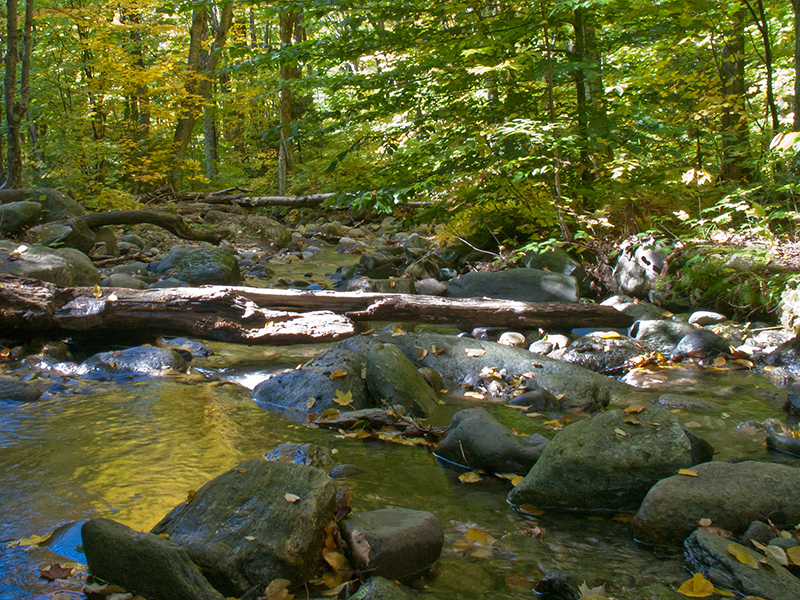 Un petit ruisseau rafraîchissant coulant en pleine forêt