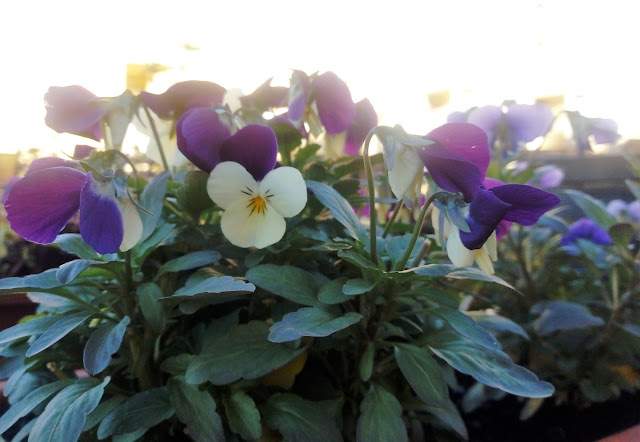 Pensamiento mini o violeta de los Pirineos (Viola cornuta L.).