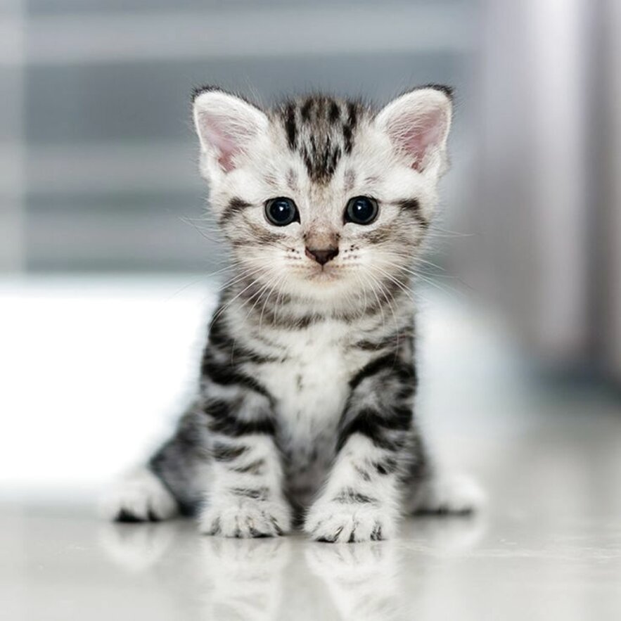 31 Baby Katzen Katzeus 31 Baby Katzen Katzeus