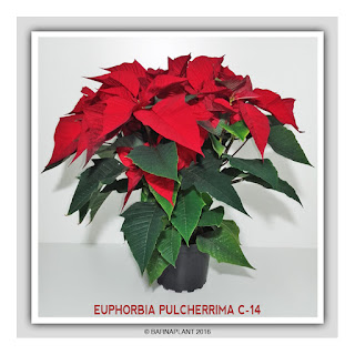 Euphorbia-Pulcherrima-C14-colores