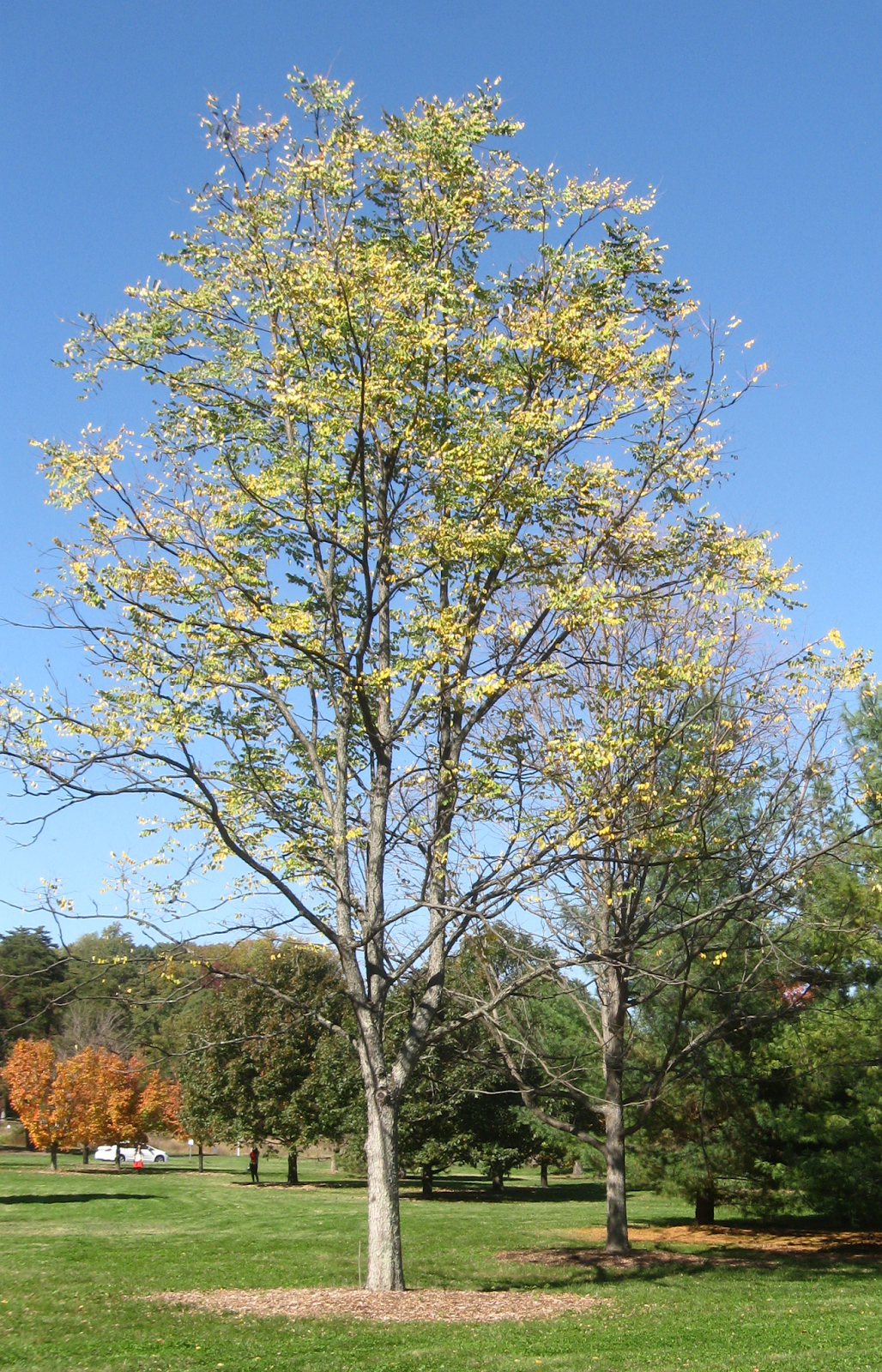 randuwa National Arboretum Big Day, part 1 Gardens of State Trees