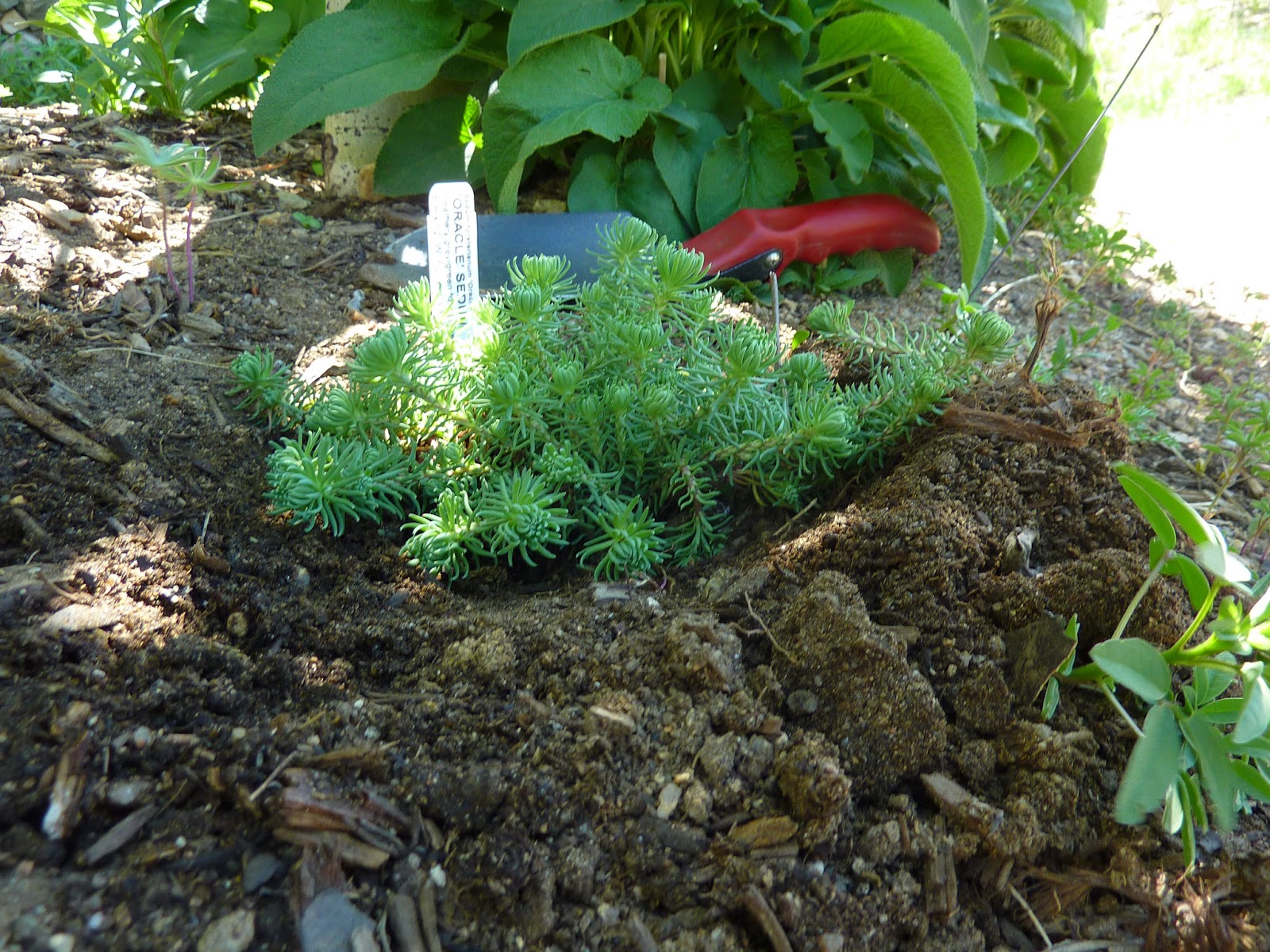 Colorado Mountain Gardener Tips for planting on a slope by Irene Shonle