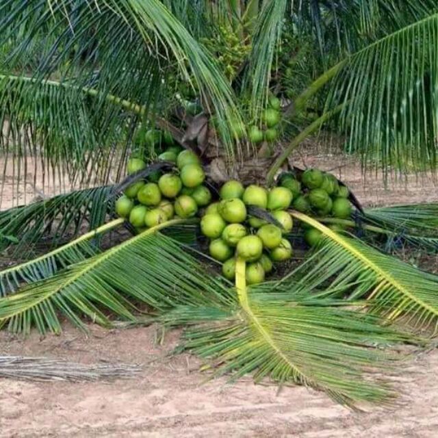 pembekal benih kelapa matag September 2020