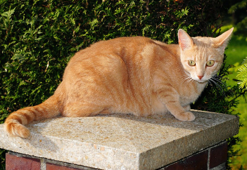 Tafsir Mimpi Firasat Arti Mimpi Kucing Coklat Berdasarkan Islam Dan Primbon  Jawa