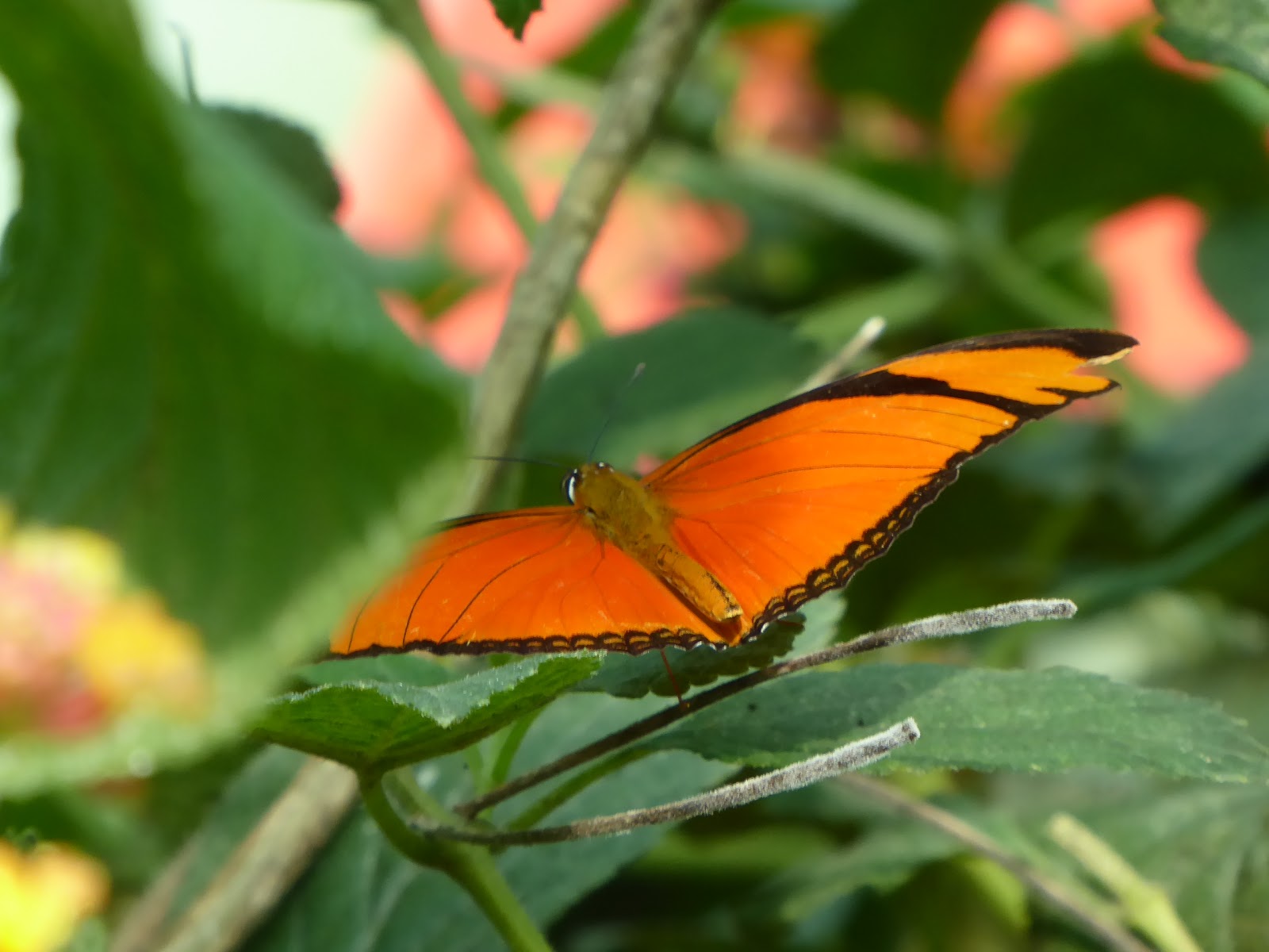 Codlinsandcream2 Butterflies and Part 1 Berkeley Castle