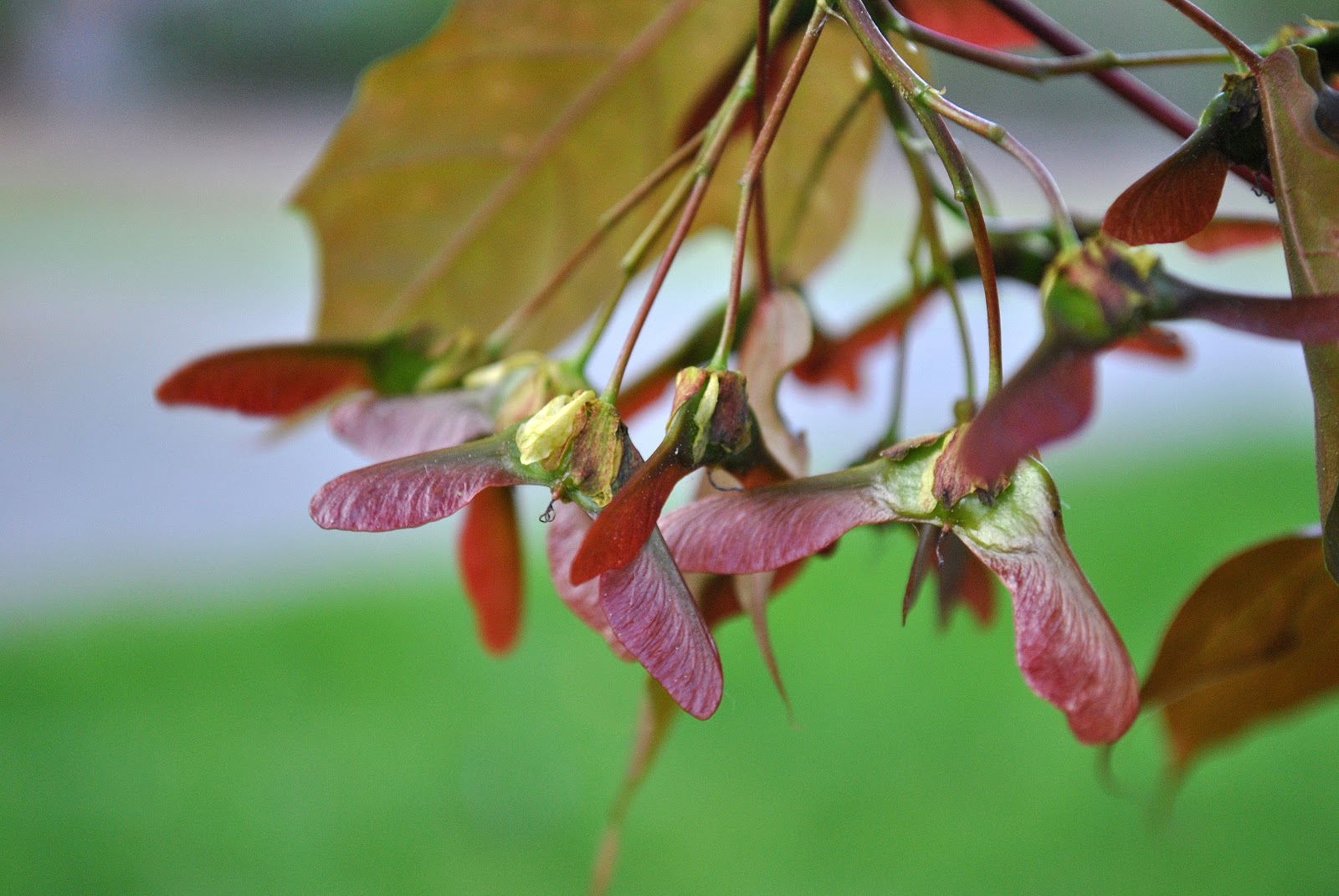 Кленовые семена. Клен остролистный семена. Клен дерево семена и листья. Семя клена. Крылатки клена