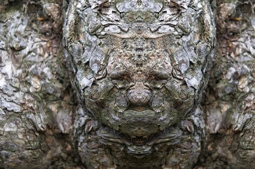 02-Elido-Turco-Mirrored-Faces-in-Tree-Photography-www-designstack-co