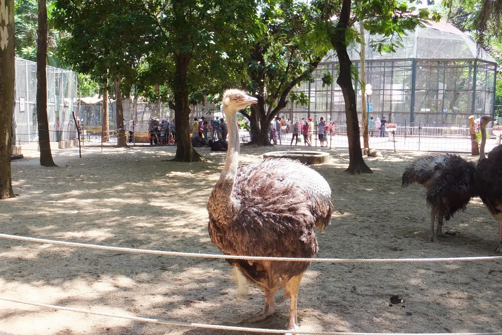 hanoi-zoo-ostrich ハノイ動物園のダチョウ