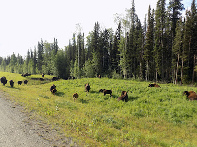 This is the Second Bison Herd We Encountered