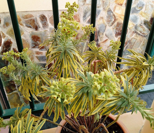 Euphorbia x martinii "Ascot Rainbow". Floración.