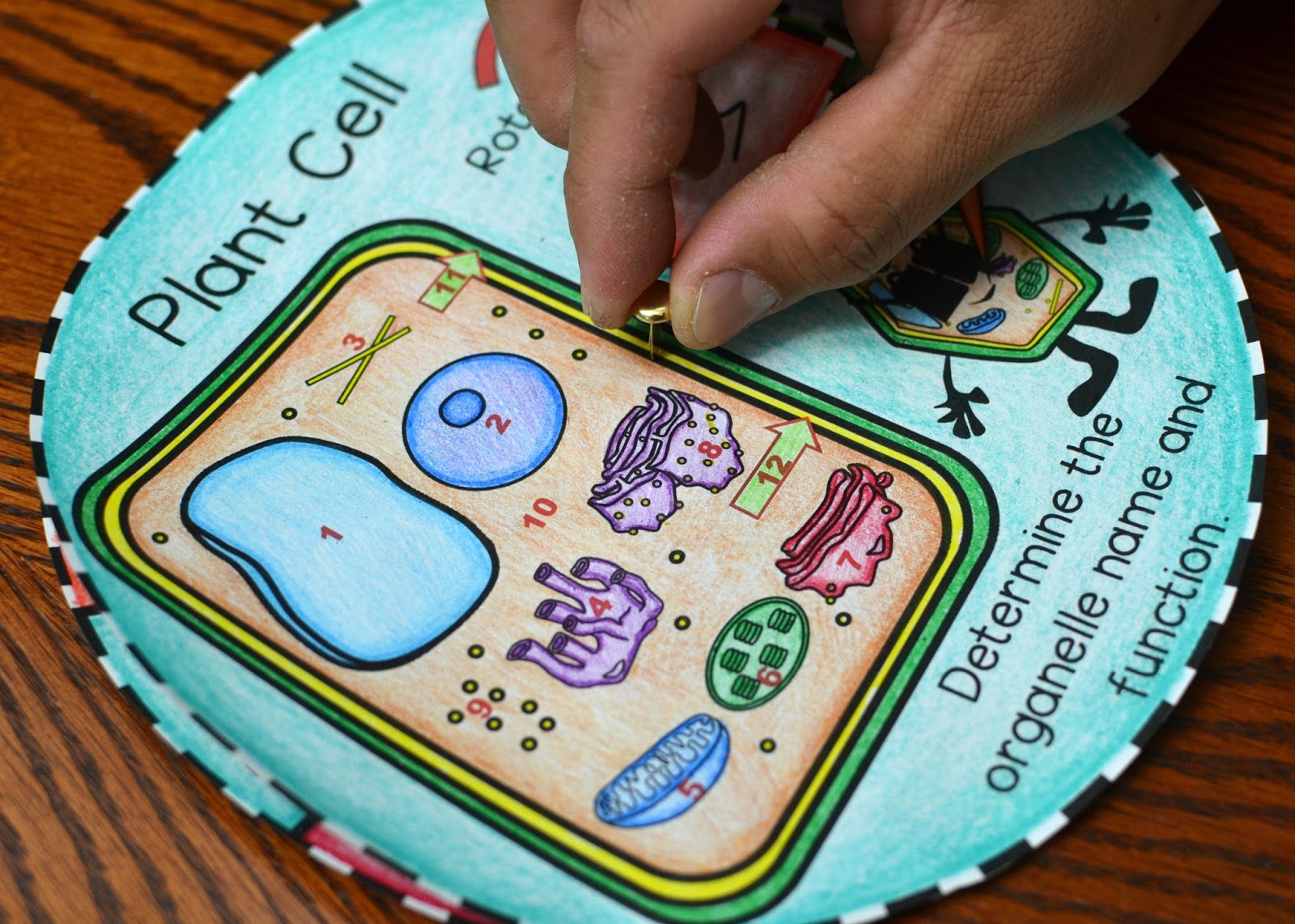 Plant Cell Foldable | Plant cell foldable, Cell foldable, Plant cell
