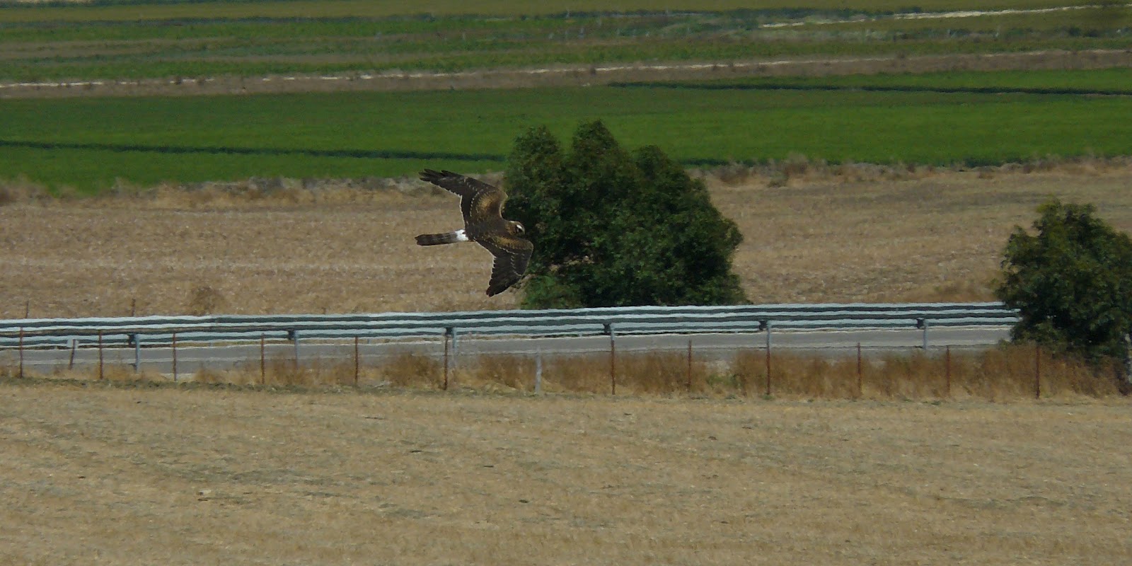 Julian Sykes Wildlife Holidays September 2012 julian-sykes-wildlife-holidays-september-2012