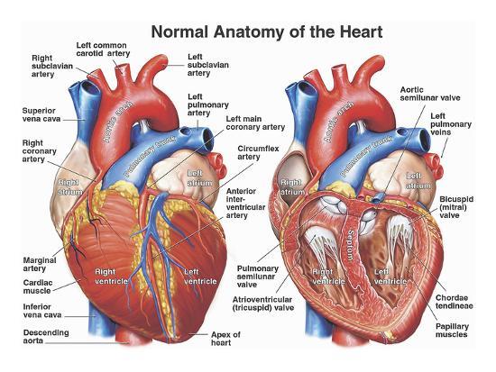 Organ Tubuh Manusia Dan Fungsinya Infoazza