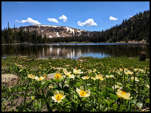 White Marsh Marigold in front of Moosehorn Lake Uintas White Marsh Marigold in front of Moosehorn Lake Uintas