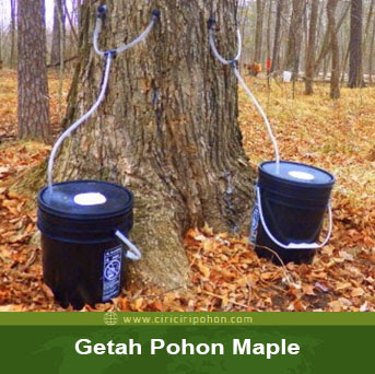 ciri ciri pohon maple