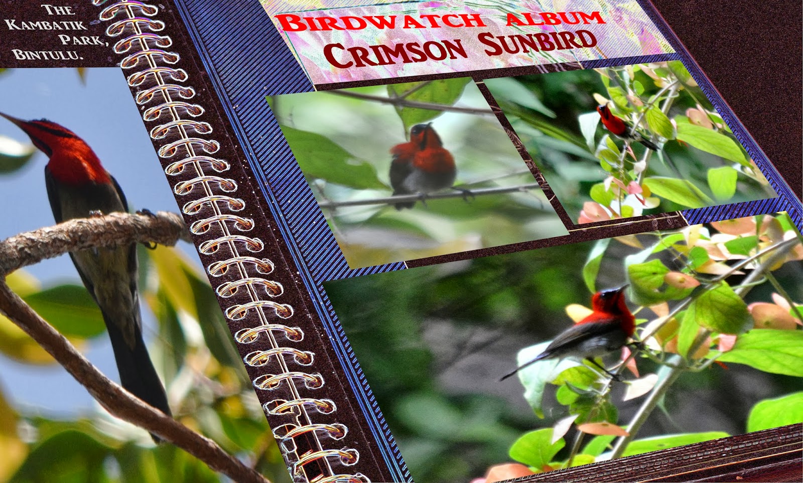 The Kambatik Park Bintulu Birdwatch Album Crimson Sunbird the-kambatik-park-bintulu-birdwatch-album-crimson-sunbird