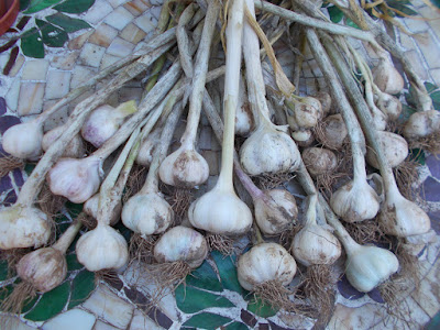 Garlic drying Green Fingered Blog 80 Minute Allotment