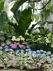 Allan Gardens Conservatory Easter Flower Show pink blue hydrangeas in front of banana trees by garden muses: a Toronto gardening blog