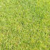 Groene achtergrond met gras