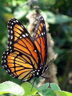 butterfly images