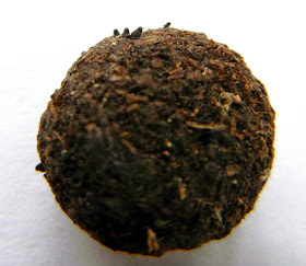 Podospora appendiculata on rabbit dung