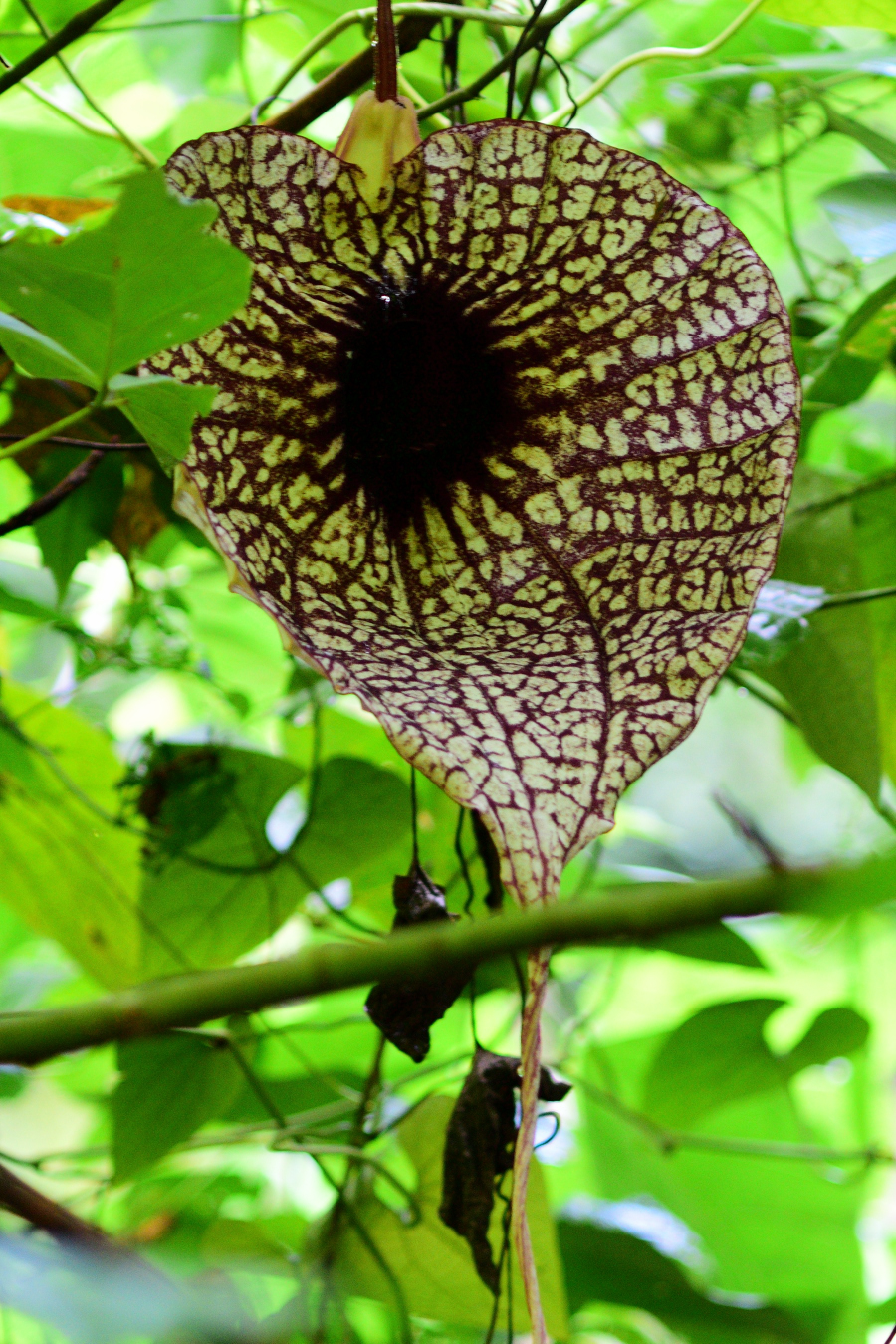 Aristolochia Grandiflora