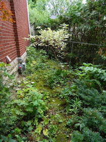 Mount Pleasant West Toronto garden clean up before Paul Jung Gardening Services