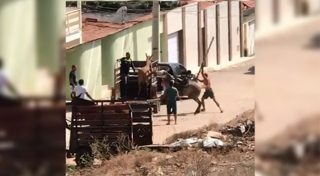 Homem é flagrado espancando cavalo no Jacobina II