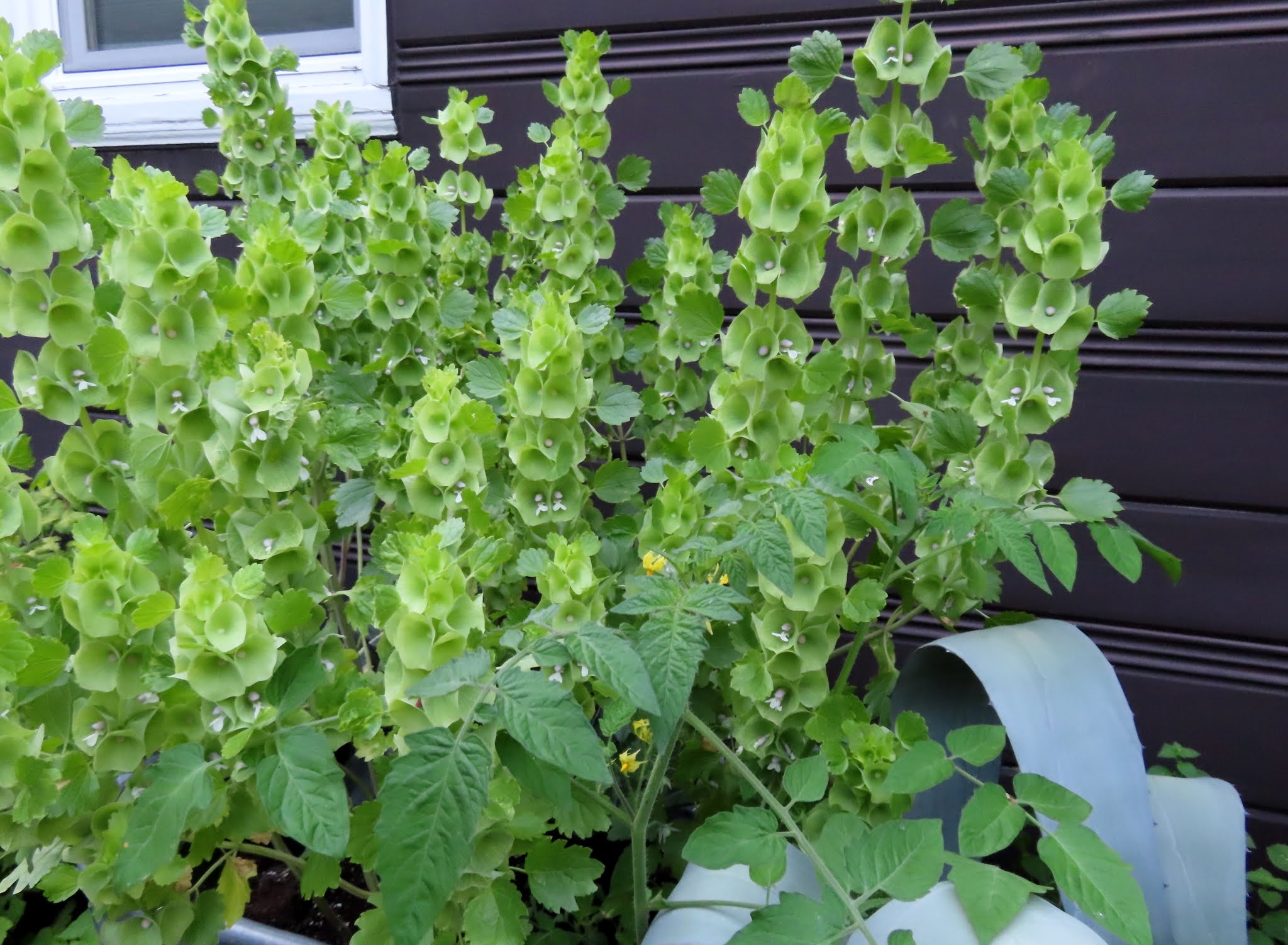 danger garden Floral riches, Bells of Ireland version