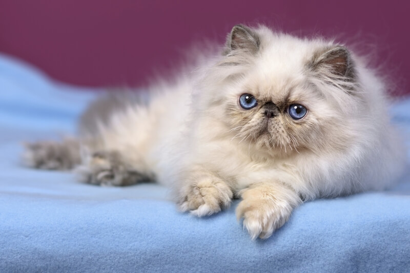 Persian Cat Breed Profile Australian Cat Lover