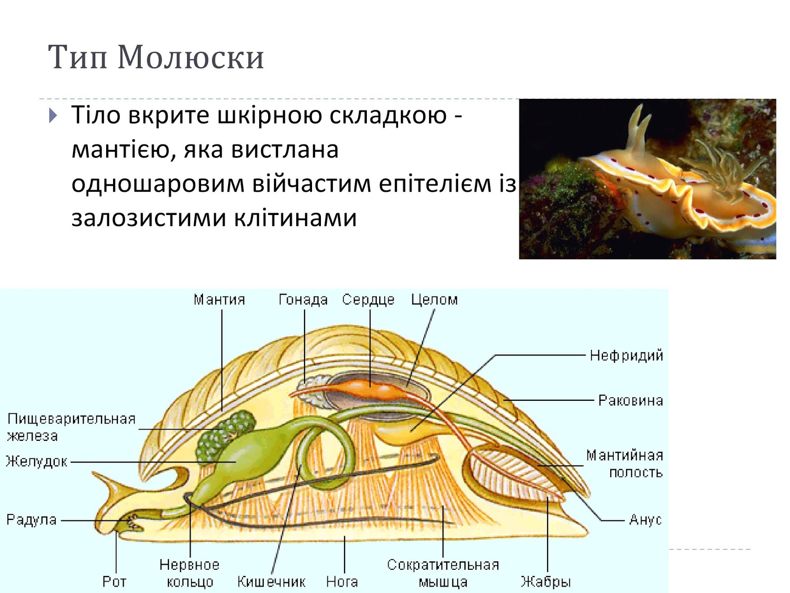 Вторичная полость тела моллюска. Моллюски мантия и мантийная полость. Строение моллюсков мантия и мантийная полость. Мантийная полость у хитонов. Брюхоногие моллюски протонефридии.