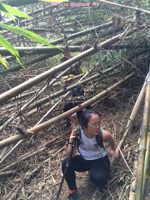 bukit chenuang fallen bamboo