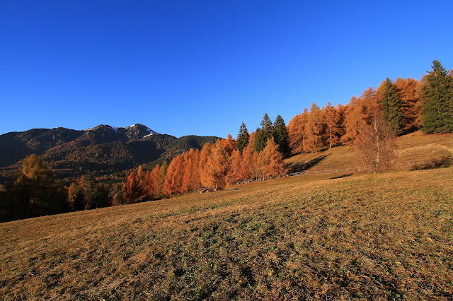 foliage val di fiemme