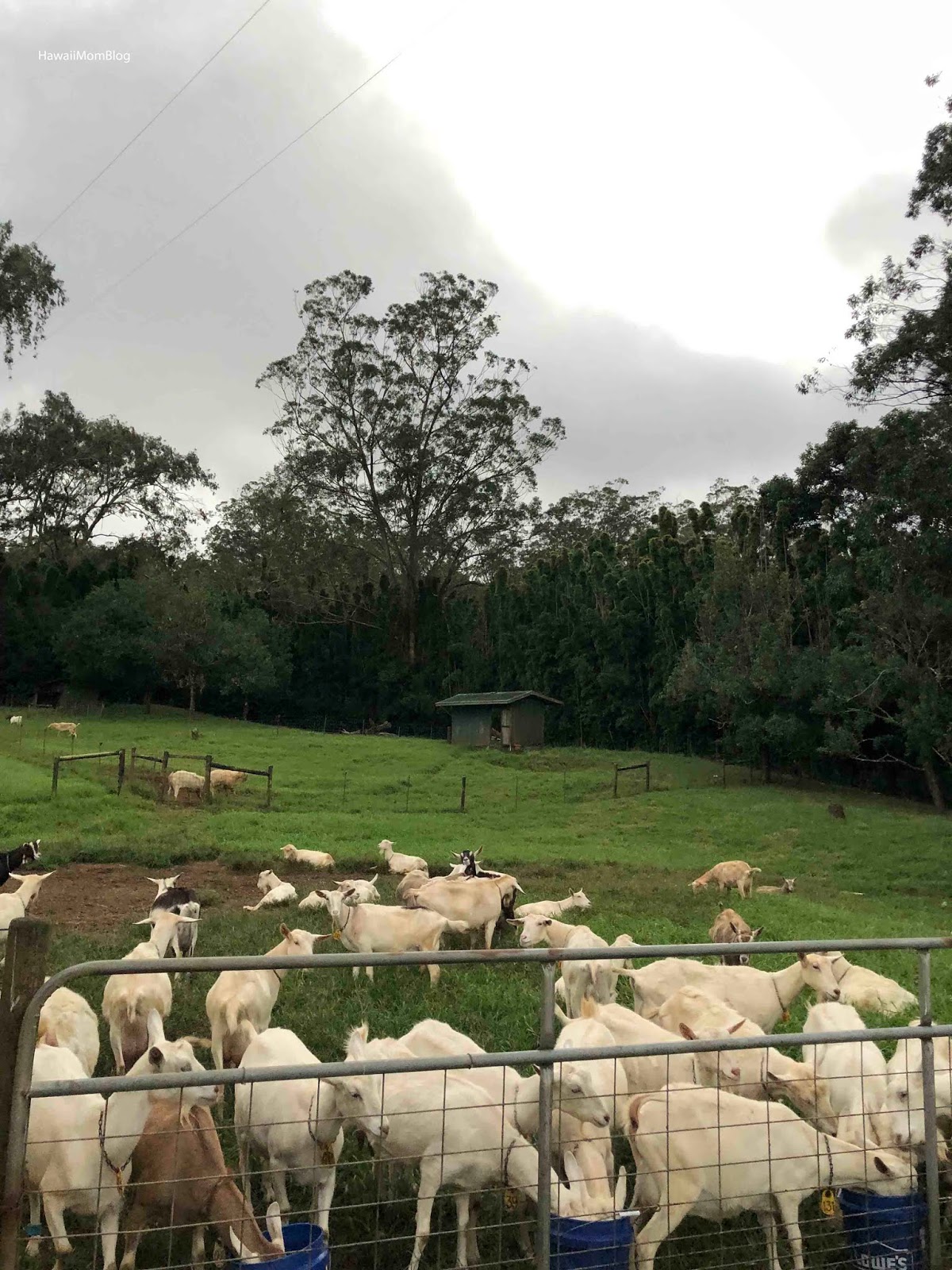 Hawaii Mom Blog Hawaii Island Goat Dairy